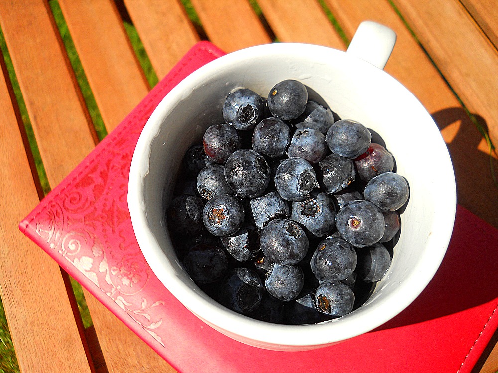 Blueberries and journal