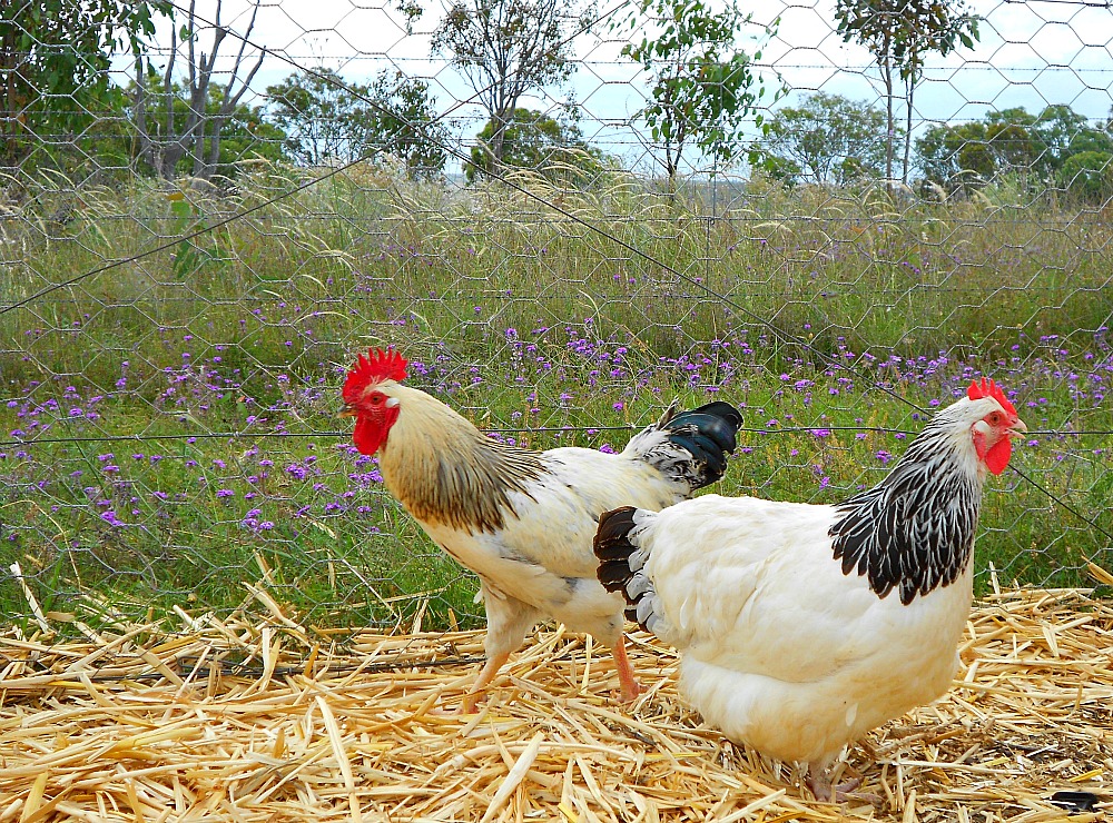 Light Sussex chickens