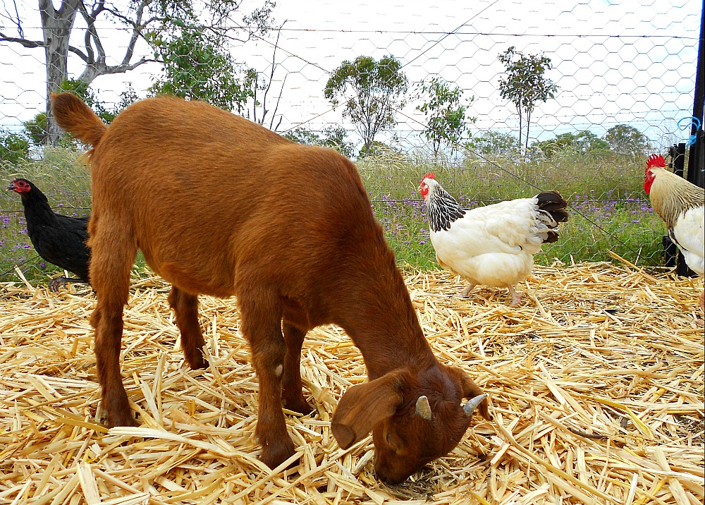 goat with chickens