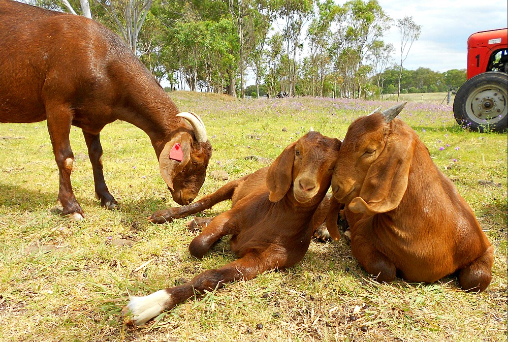 snuggling goats