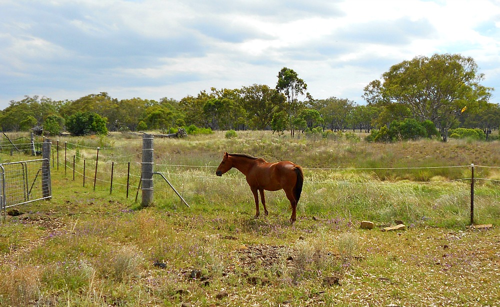 horse in Australia