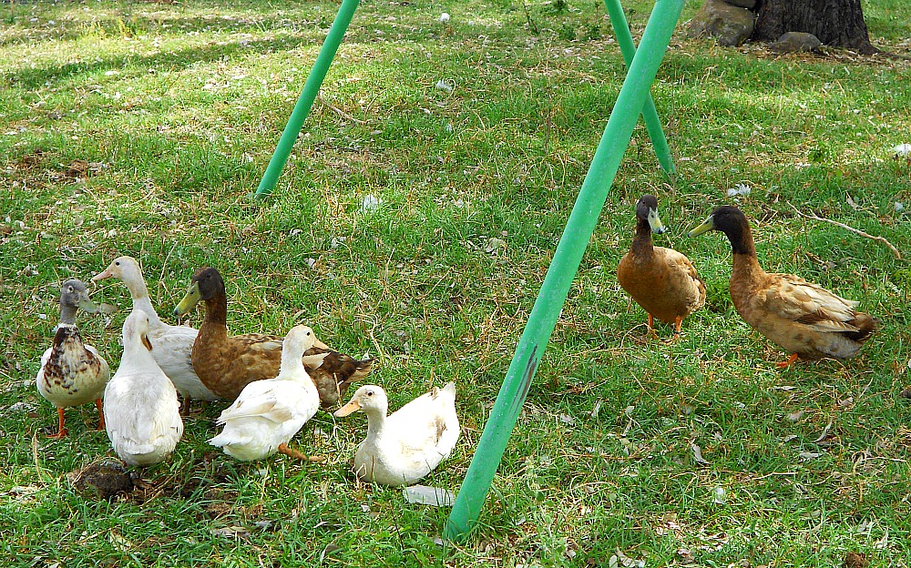 ducks in the grass