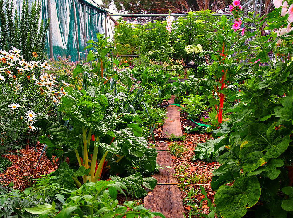 vegetable garden