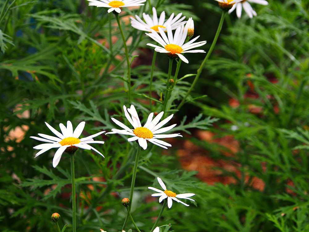 daisies