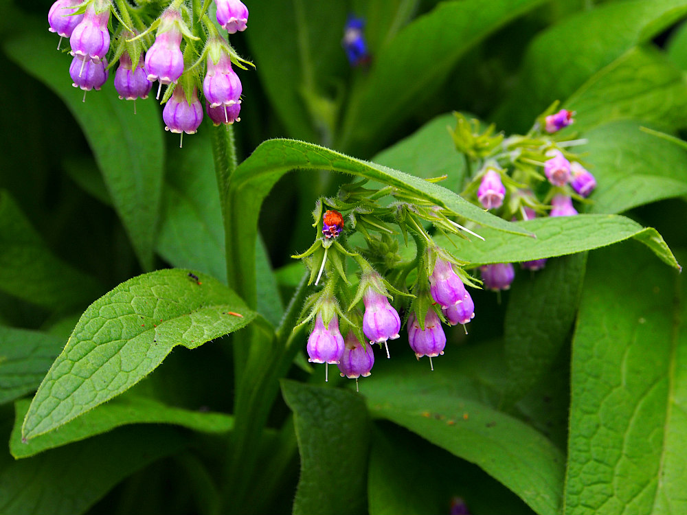 comfrey flowers