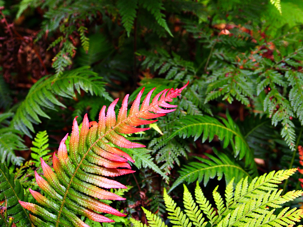 rainforest red ferns