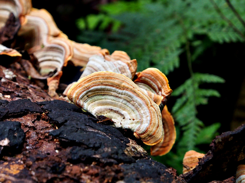 rainforest tree fungus