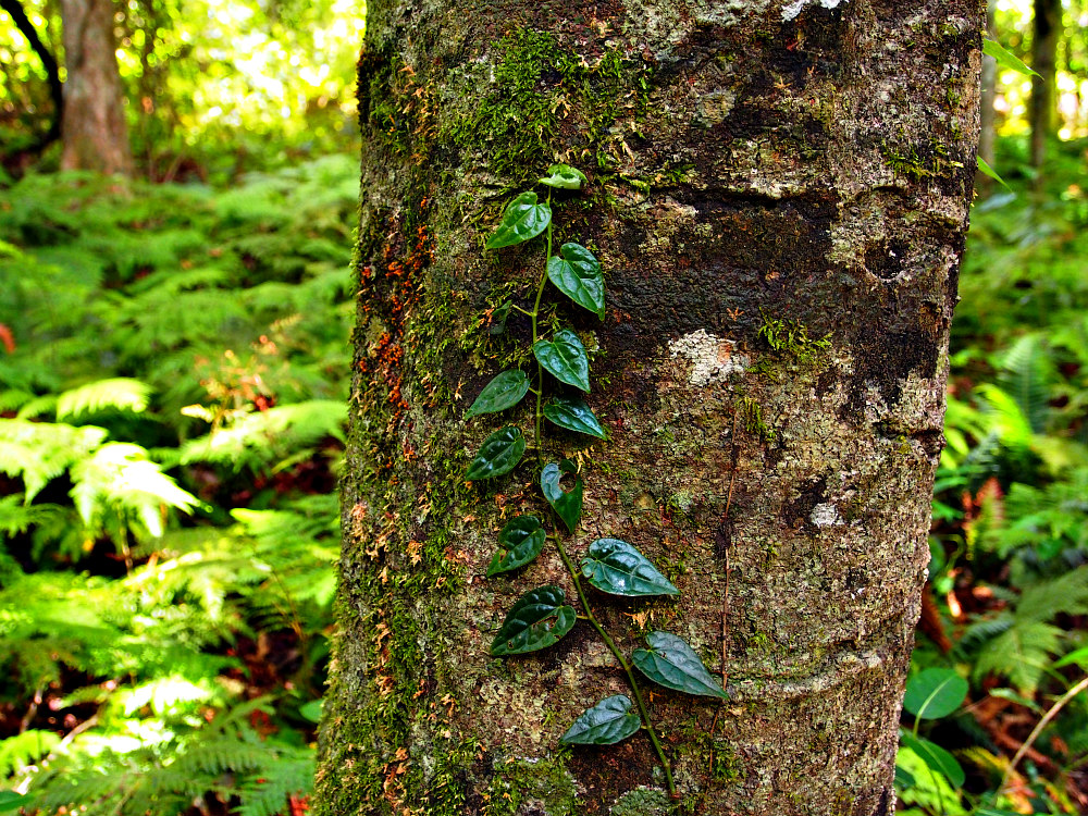 rainforest ivy