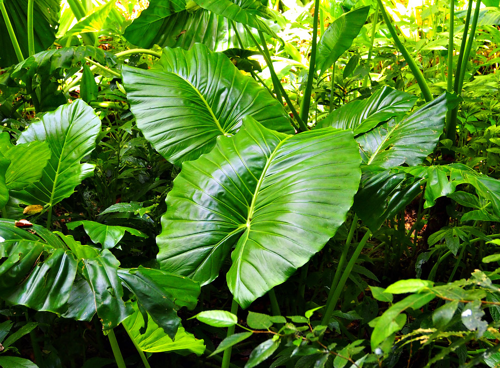 rainforest plants