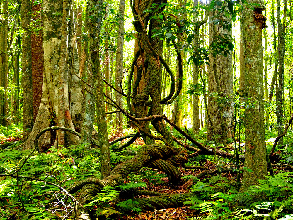 rainforest roots and vines