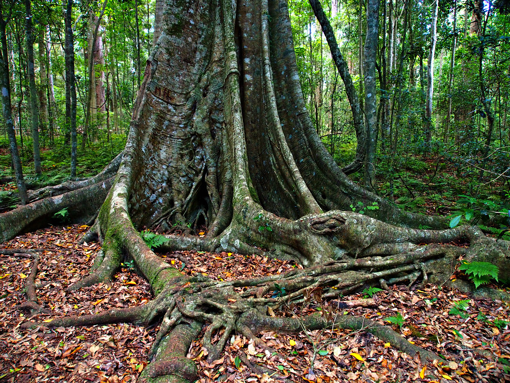 rainforest tree roots