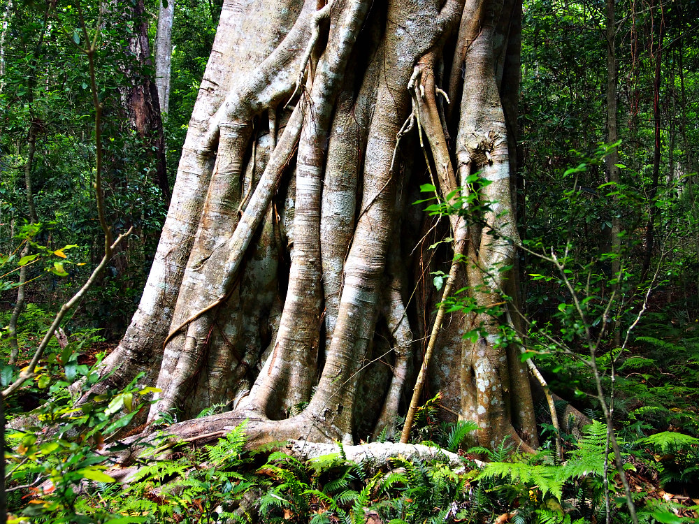 rainforest white tree