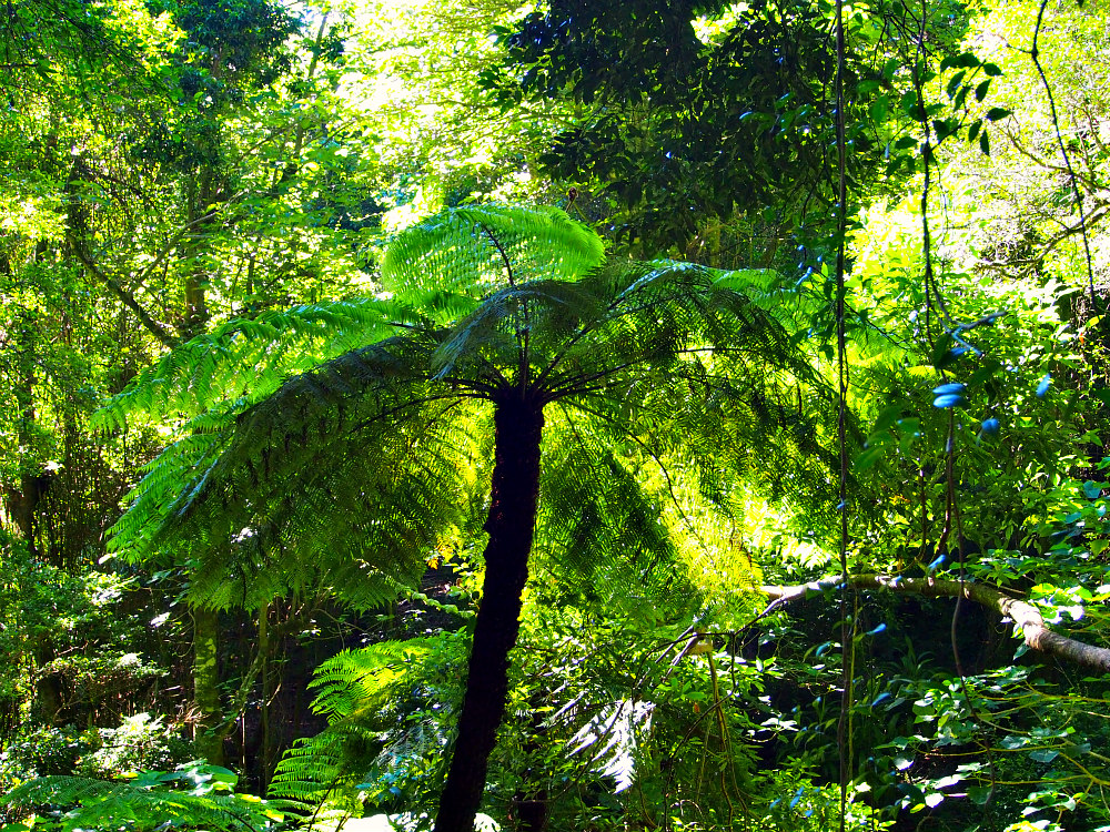 rainforest tree fern