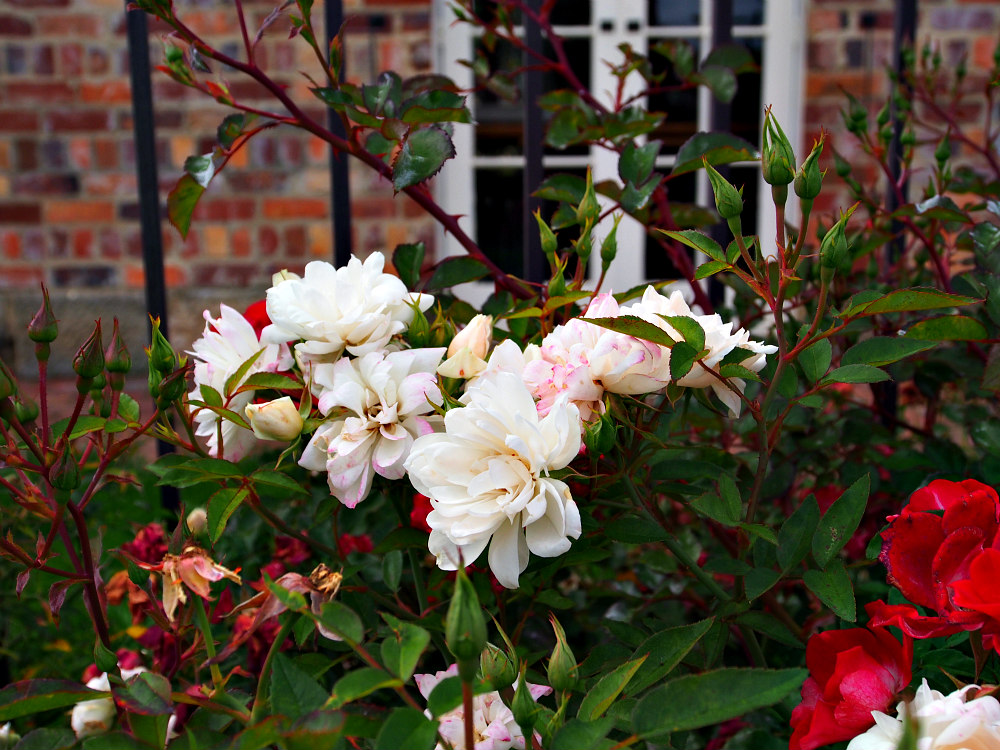 roses in Tasmania