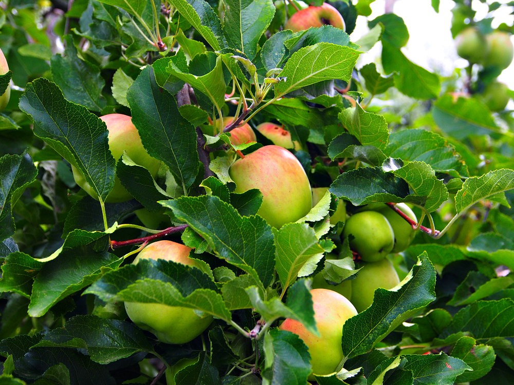 Tasmanian apples