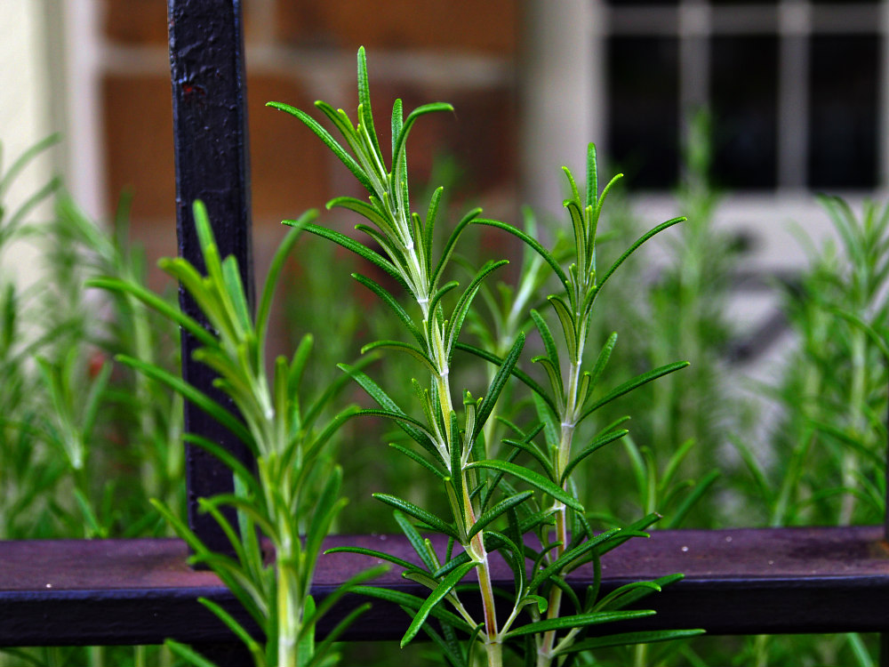 rosemary by wrought iron fence