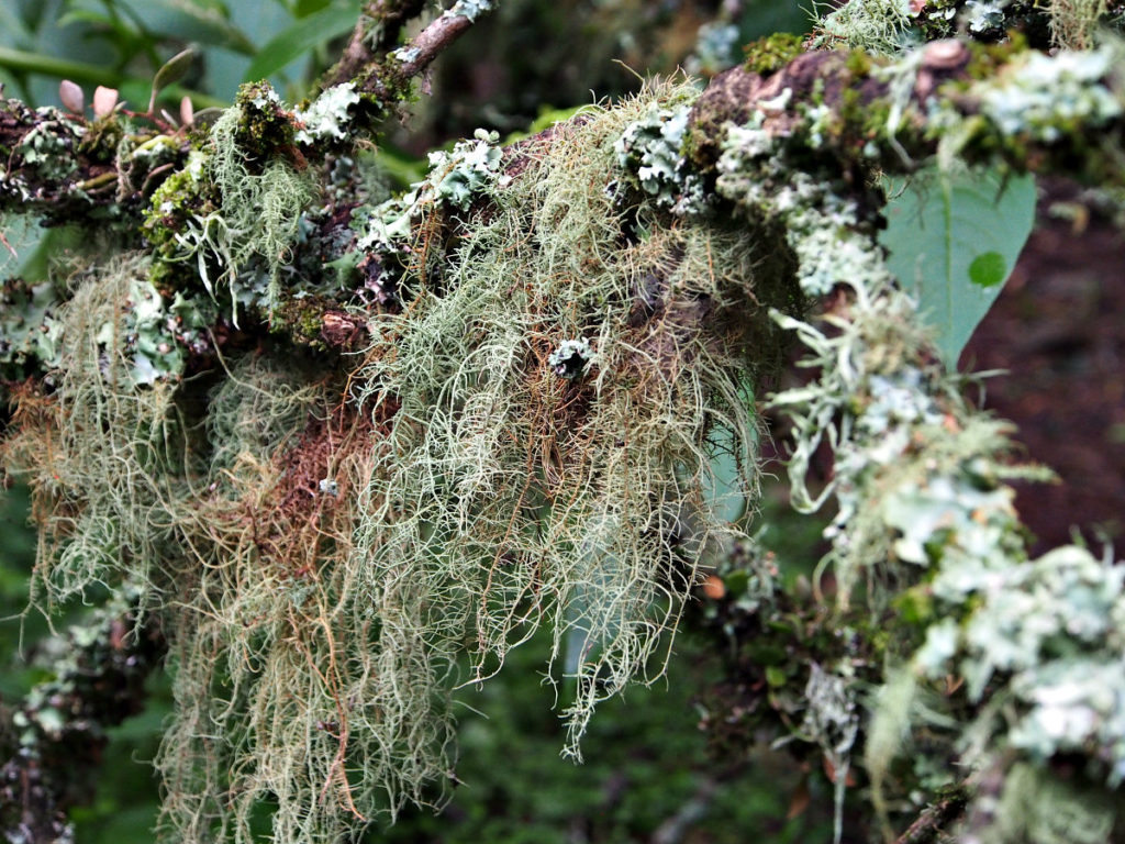 hanging moss