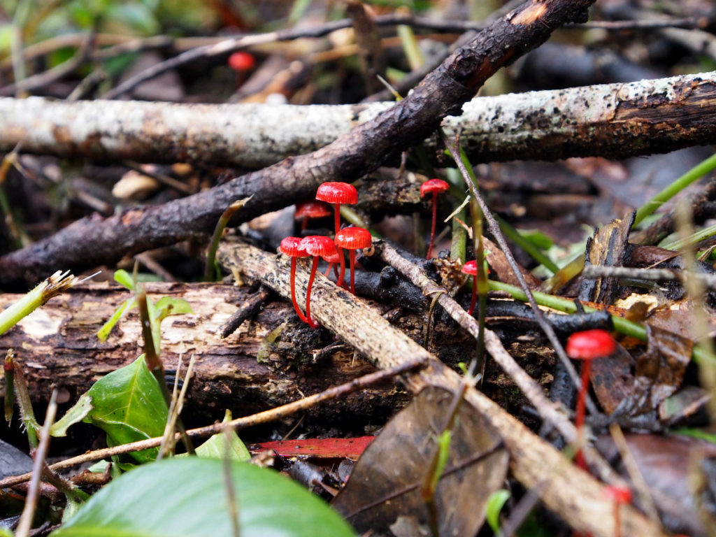 tiny red mushrooms