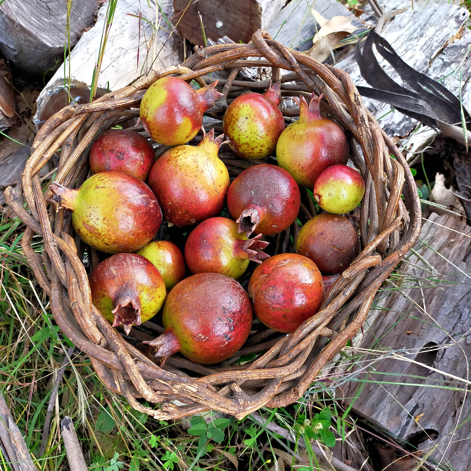 basket of pomegranates