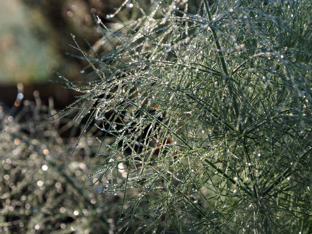 dew on fennel fronds