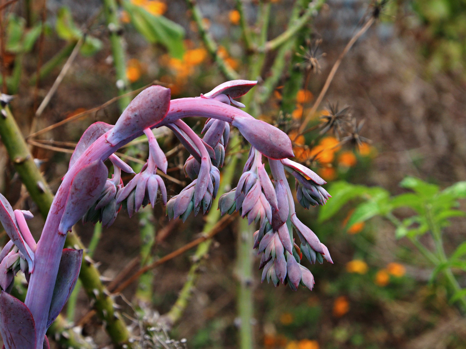 purple sculptural plant