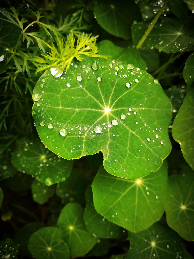 raindrops on nasturtium leaves