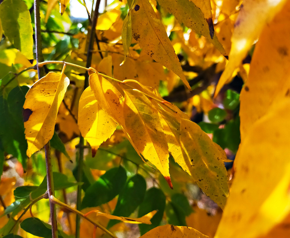 golden rain tree leaves