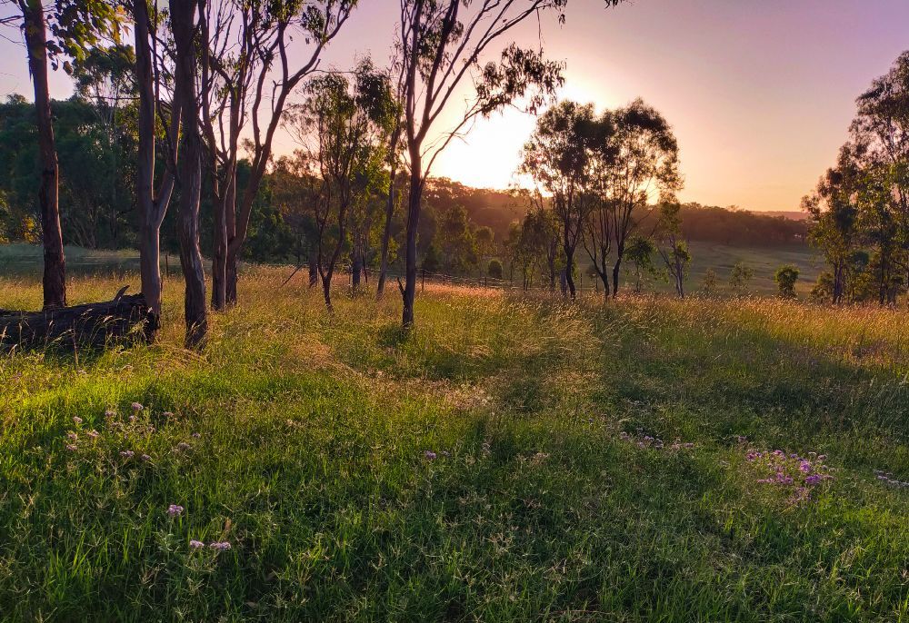 soft light farm sunset